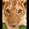 Lion cub face